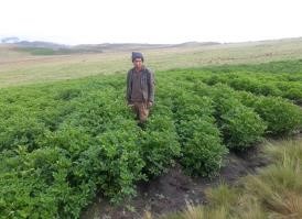 Renato Choque, un campeón en la producción de semilla de papa nativa de calidad en las alturas de Linde, Colomi