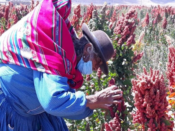 Agricultores de Ankasoca del Municipio de Challapata participan en Día de Campo Demostrativo de Prácticas de Manejo de Plagas y Nutrición con Bioinsumos en Quinua