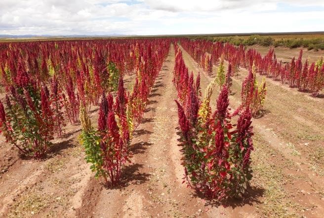 Agricultores de Sonturo y Rodeo de la Marka Originaria Salinas de Garci Mendoza se Capacitan en el Uso y Acceso de Bioinsumos para el Manejo Ecológico de Plagas y Nutrición del Cultivo de Quinua