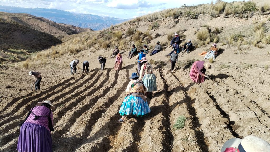 Foto. Siembra de una parcela de mejoramiento participativo de papa, comunidad de Wilacota
